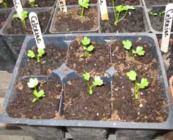 Celeriac Seedlings